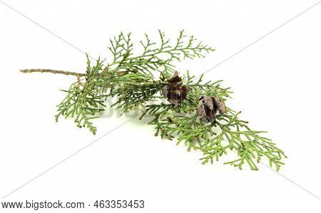 Cedar Cypress Leylandii Fir Leaf. Design Element. Also Used In Herbal Plant Medicine. Is Antiseptic,