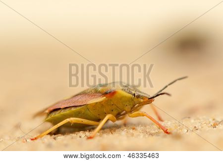 Carpocoris fuscispinus