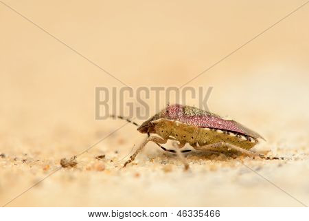 Dolycoris baccarum