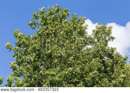 Top Of The Old Ash-tree, Species Fraxinus Excelsior, Or Common Ash On A Background Of The Sky With C