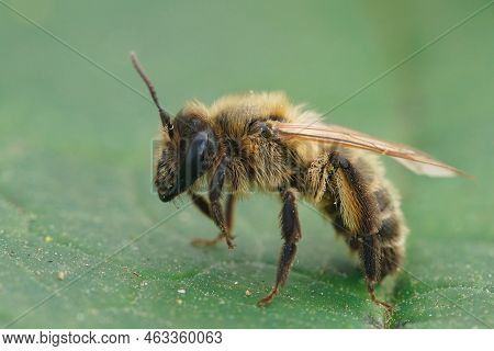 Closeup On A Brown Female Of The Rare Trimmers Mining Bee, Andrena Trimmerana Sitting On A Green Lea