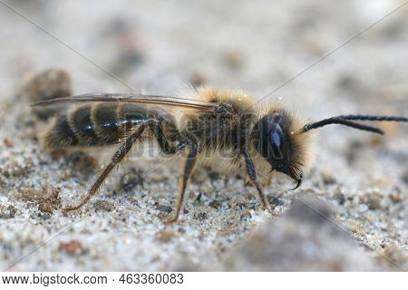 Detailed Closeup On A Male Of The Rare Trimmers Mining Bee, Andrena Trimmerana