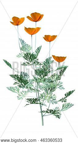 3d Rendering Of Eschscholzia Californica Or California Poppy Or Golden Poppy Or California Sunlight 