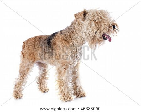 Lakeland Terrier
