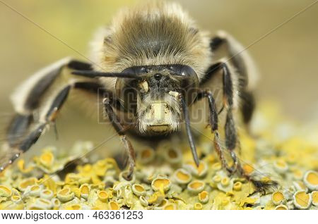 Detailed Closeup On A Hairy Male Hairy-footed Flower Bee, Anthophora Plumipes Sitting On Wood