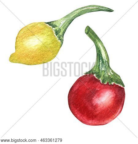 Red, Yellow Little Hot Pepper Watercolor Illustration Isolated On White Background. Bola Pepper Hand