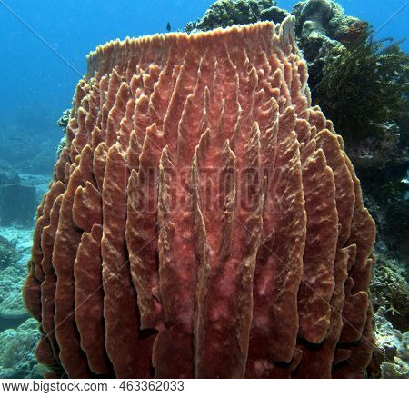 A Giant Barrel Sponge In A Shallow Reef Boracay Island Philippines