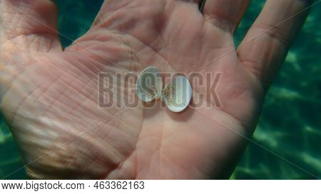 Seashell Of Bivalve Mollusc Smooth Clam Or Smooth Callista, Brown Venus (callista Chione) On The Han