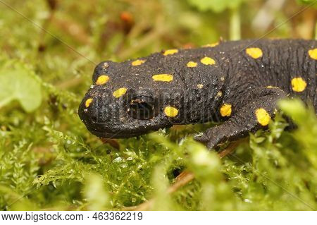 Closeup Of The Endangered Anatolia Newt, Neurergus Strauchii Strauchiiendemic To Kurdistan