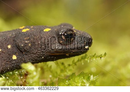 Closeup Of The Endangered Anatolia Newt, Neurergus Strauchii Strauchiiendemic To Kurdistan