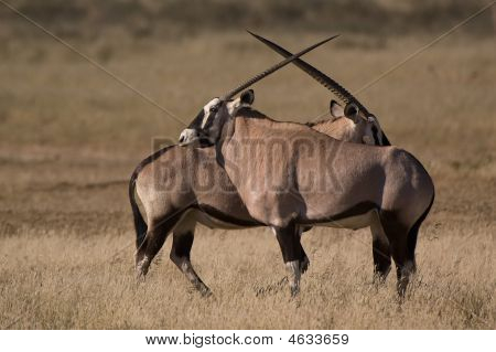 Gemsbok