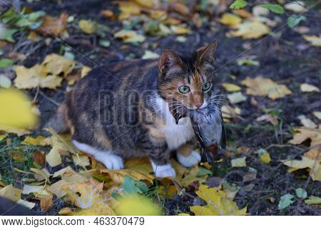 A Wild Rat Crawls Out Of A Hole In The Ground Under The Roots Of A Tree