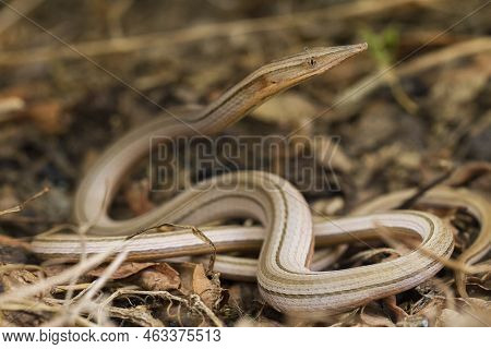 Burton\'s Legless Lizard Or Lialis Burtonis, Lialis Burtonis Pencil Lizard On The Wild