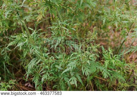 Ragweed Blooming Bushes. Ambrosia Artemisiifolia Dangerous Allergenic Plant Which Causing Strong All
