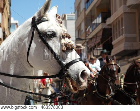 Portrait Of A White Horse. The Head Of A Light Gray Mare Close-up Against The Background Of A City S
