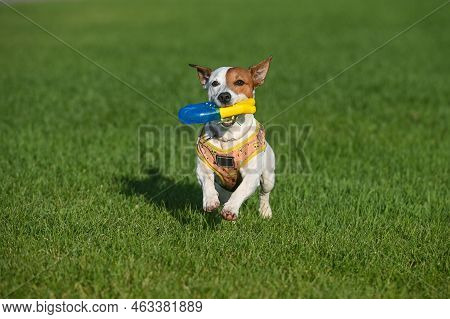 A Jack Russell Terrier Dog Jumps On The Lawn, Holding A Yellow-blue Toy In Its Mouth.