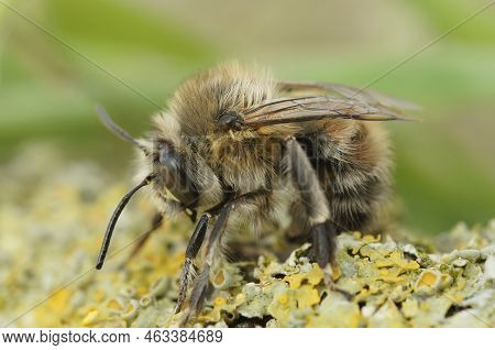 Detailed Closeup On A Hairy Male Hairy-footed Flower Bee, Anthophora Plumipes Sitting On Wood