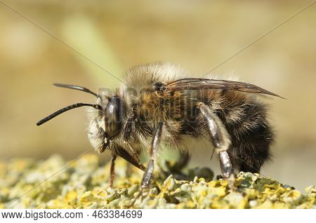 Detailed Closeup On A Hairy Male Hairy-footed Flower Bee, Anthophora Plumipes Sitting On Wood