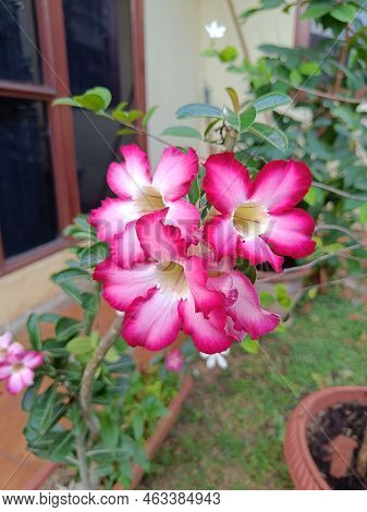 Beautiful Pink Japanese Frangipani Or Pink White Kemboja In The Garden Close Up Look.