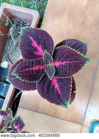 Dark Purple Leaves Plants Kingswood Torch Leaf Top View In A Backyard Garden.