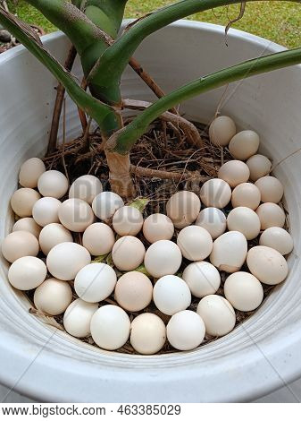 White Compost Bucket With Green Plants And Egg Shells Waste. White Pot Egg Shell Top View Look For G