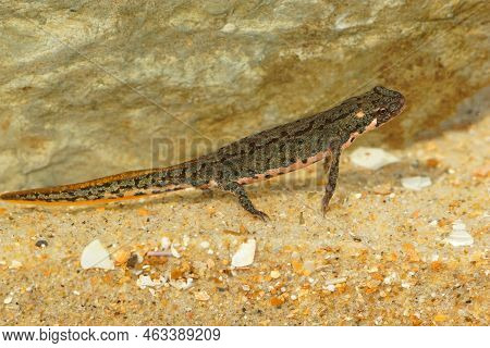Detailed Closeup On A Juvenile Of The Threatened Bosca Newt, Lissotrito Boscai From Portugal
