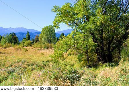 Deciduous Trees On Grasslands With Mountains Beyond Taken At Sisson Meadow In The Town Of Mt Shasta,