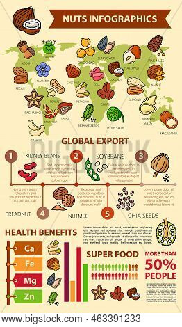 Nuts And Seeds Infographics, Beans And Natural Food Healthy Benefits Information, Vector Diagrams. N