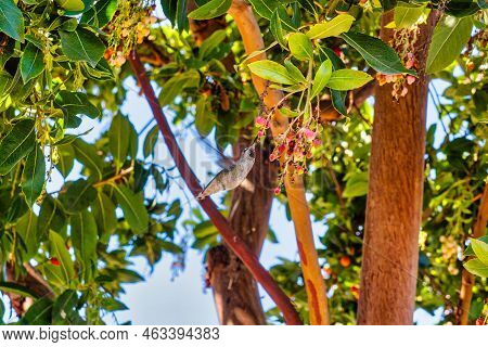 Carmel, United States - February 19 2020 : A Little Cute Humming Bird In Flying And Eating Fruit Fro