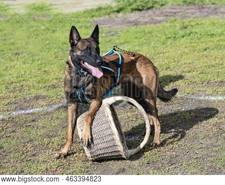 Young Belgian Shepherd Training In The Nature For Security