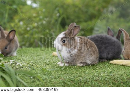Adorable Baby Rabbit Bunny Brown Eating Fresh Timothy Grass While Sitting On Green Grass Over Bokeh 