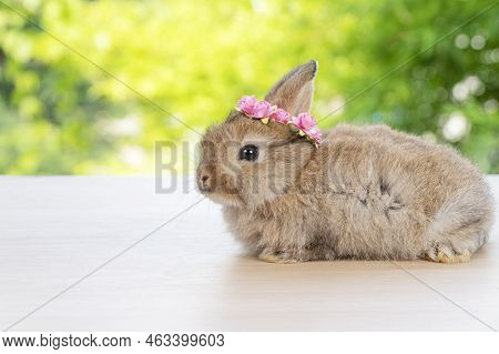 Adorable Baby Rabbit Bunny With White Red Paper Roses On Head Sitting On Wood Green Bokeh Background