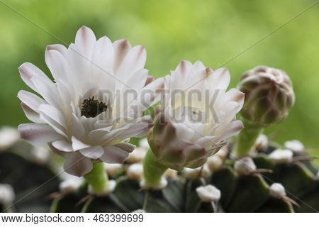 Blossom Gymnocalycium Flower Succulent On Spring Natural Background. Beautiful Small Cactus Flower B