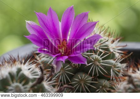 Blossom Red Mammillaria Schumannii Flower Cactaceae On Natural Background. Close Up Growth Tropical 
