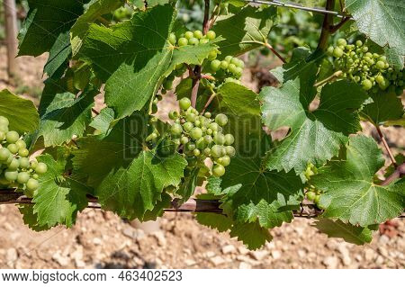 Green Chardonnay Grape Growing On Panoramic Hilly Chablis Grand Cru Appellation Vineyards On Limesto