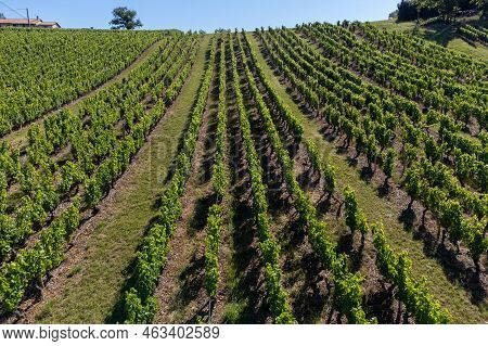 Landscape With Vineyards Near Beaujolais Wine Making Village Val D'oingt, Gateway To Beaujolais Wine