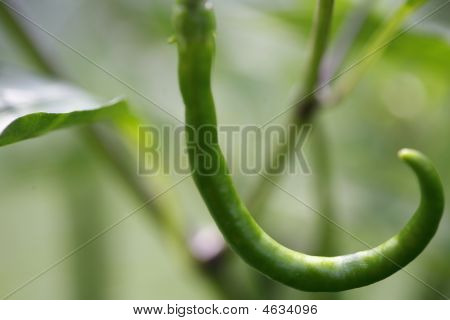 Garden Pepper