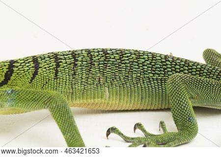 The Emerald Green Tree Monitor Lizard (varanus Prasinus) Isolated On White Background