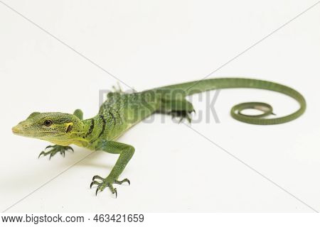 The Emerald Green Tree Monitor Lizard (varanus Prasinus) Isolated On White Background