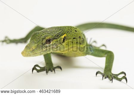 The Emerald Green Tree Monitor Lizard (varanus Prasinus) Isolated On White Background
