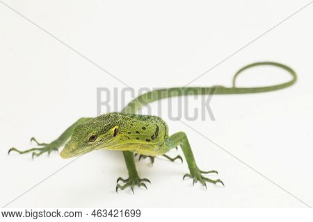 The Emerald Green Tree Monitor Lizard (varanus Prasinus) Isolated On White Background