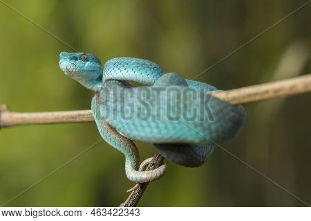 Blue Insularis Snake (trimeresurus Insularis) White-lipped Island Pit Viper Hanging On A Branch