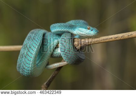 Blue Insularis Snake (trimeresurus Insularis) White-lipped Island Pit Viper Hanging On A Branch