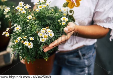 The Young Woman In A Greenhouse With Many Seedlings Admires The Growth Of White Flowers Like Daisies
