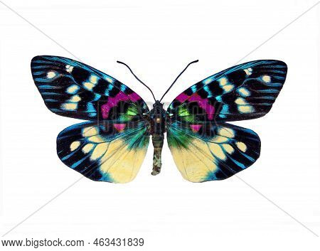 Butterfly Isolated On White. Multicolored Blue White Orange Erasmia Pulchera Close Up Macro. Collect