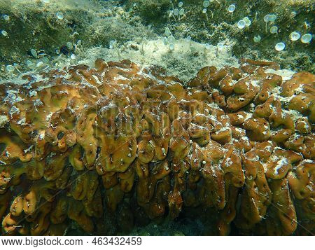 Сhicken Liver Sponge Or Caribbean Chicken-liver Sponge (chondrilla Nucula) Undersea, Aegean Sea, Gre