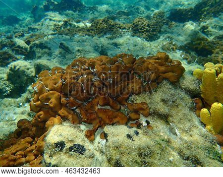 Сhicken Liver Sponge Or Caribbean Chicken-liver Sponge (chondrilla Nucula) Undersea, Aegean Sea, Gre