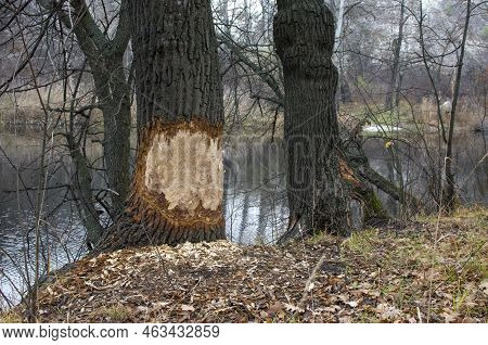 A Tree Gnawed By A Beaver. Damaged Bark And Wood. The Work Of A Beaver For The Construction Of A Dam