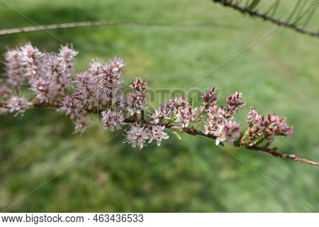 Closeup Of Pink Flowers Of Tamarix Ramosissima In Mid May