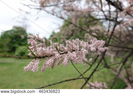 Pastel Pink Flowers Of Tamarix Ramosissima In May